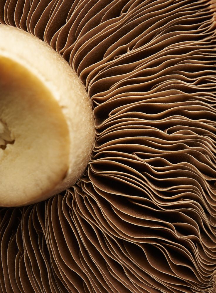Follicle Miniaturization