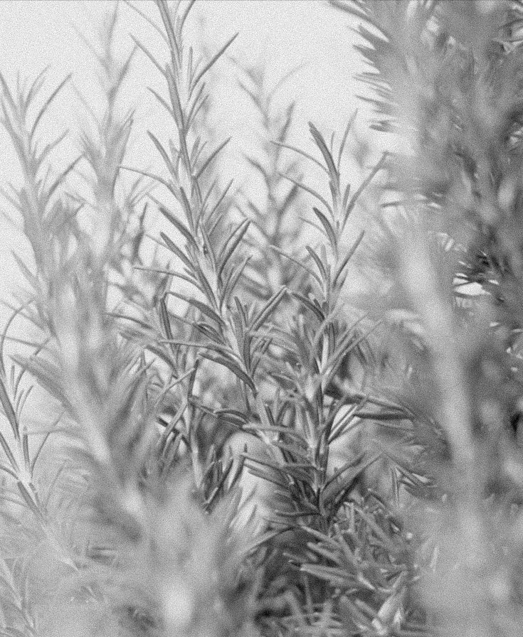 DHT Hair Loss and Rosemary Oil: What To Know